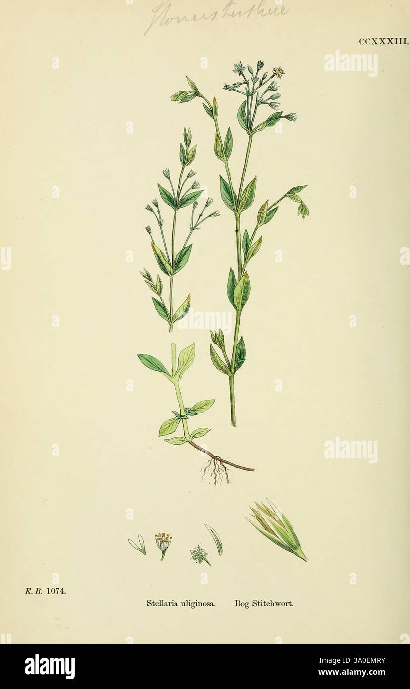 Small inset drawings hi-res stock photography and images - Alamy
