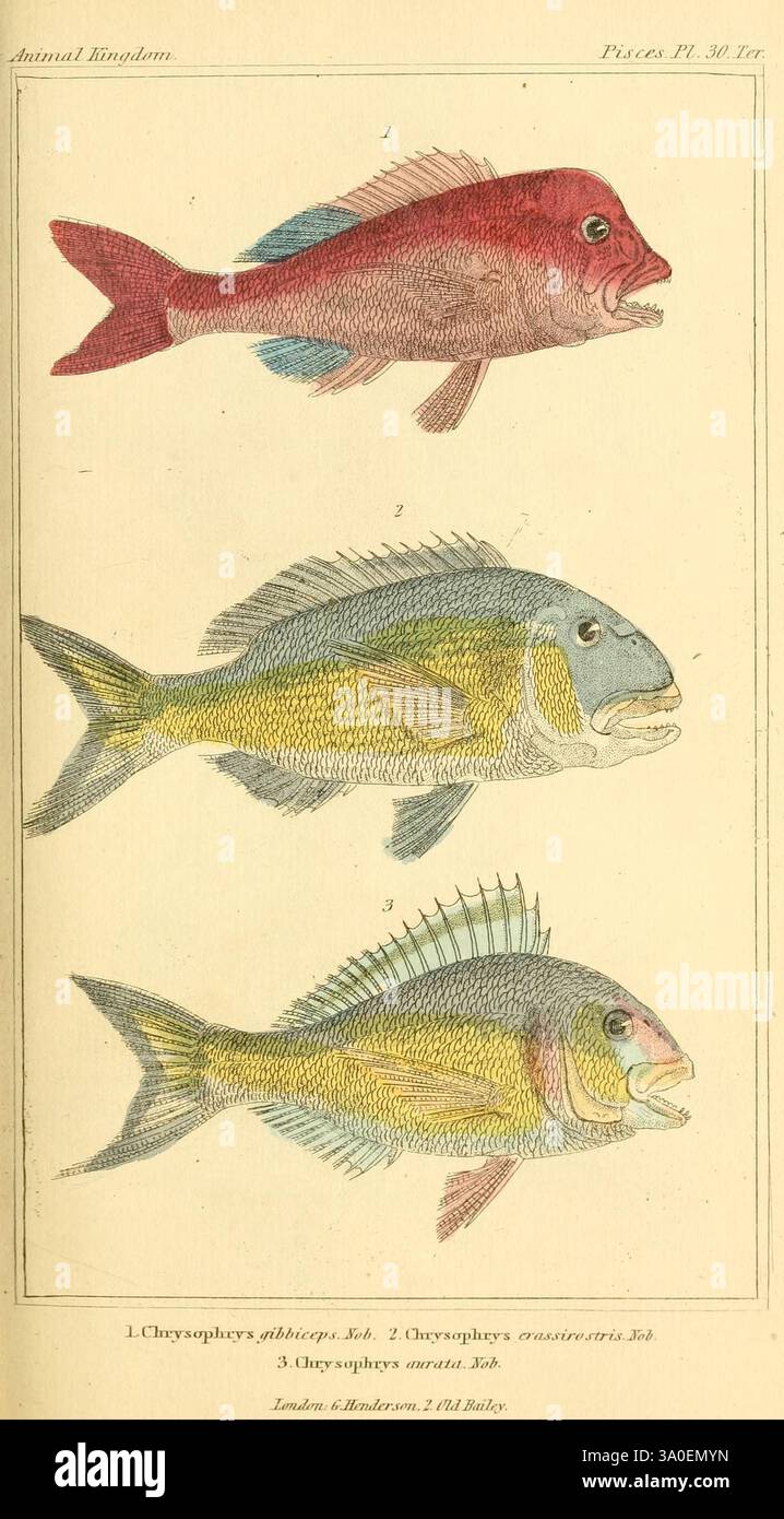 Distinct Fish The animal kingdom, Arranged according to its organization, Serving as ...