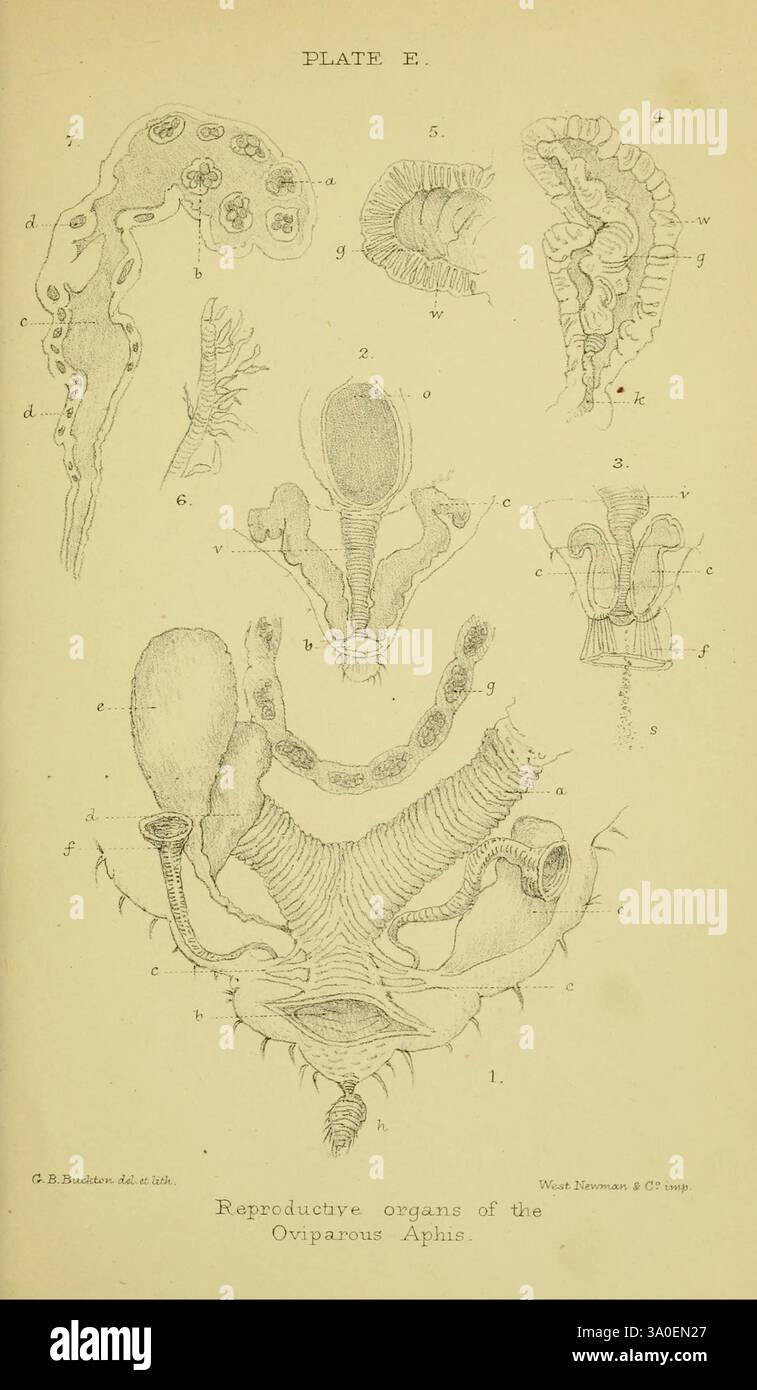 Labeled diagrams of different structures associated hi-res stock ...