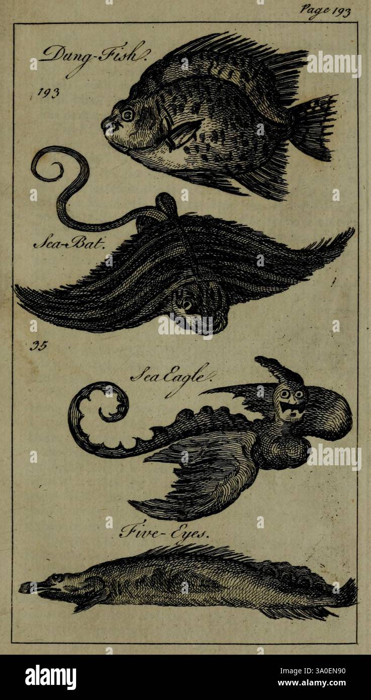 Wing like fins hires stock photography and images Alamy