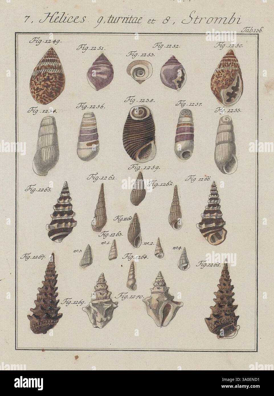 Various examples of turreted shells hi-res stock photography and images ...