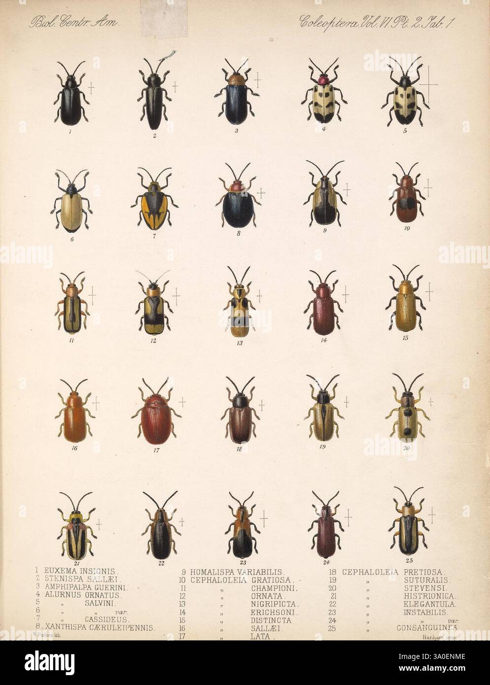 Numbered Insects Unique arrangement of spots hi-res stock photography and images - Alamy
