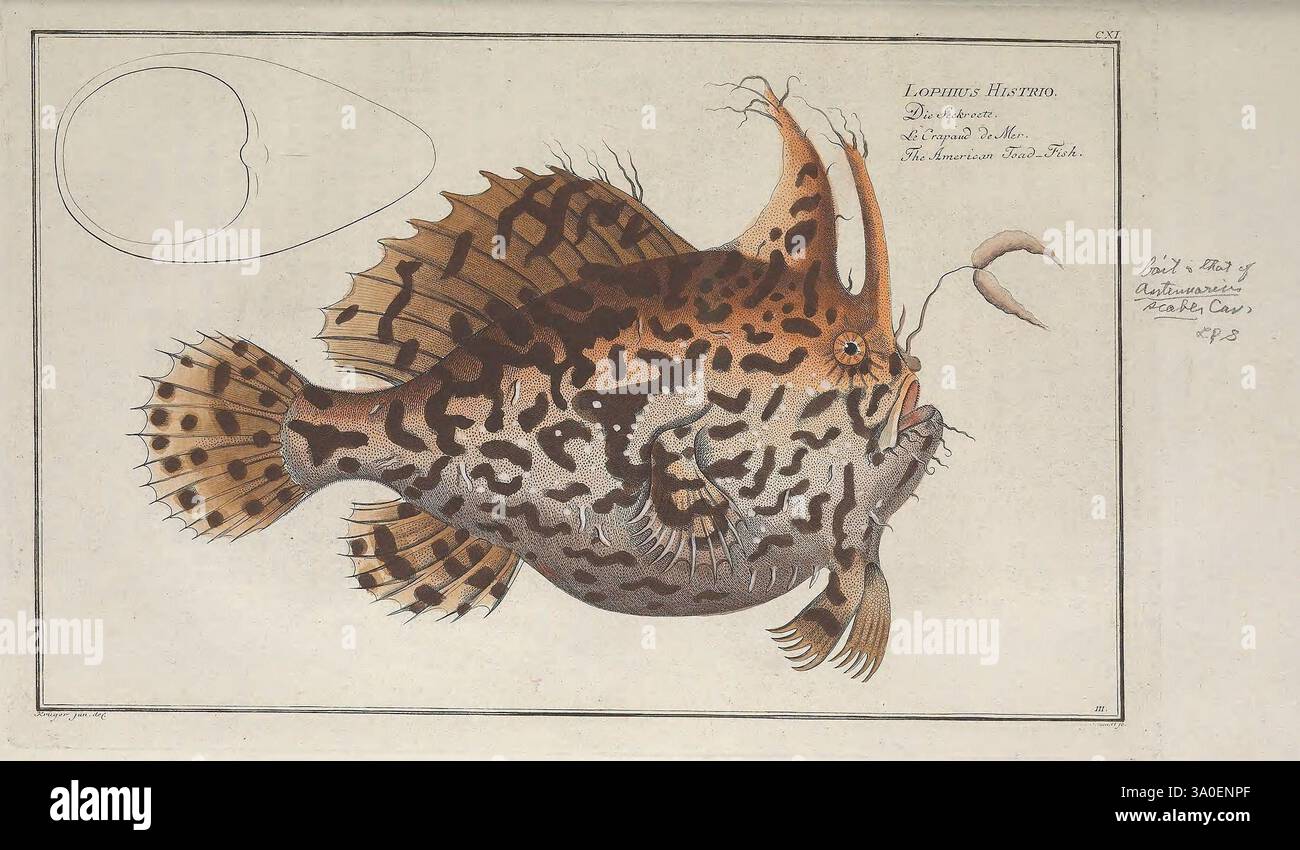 Steched Fish Additional sketched outline hi-res stock photography and images - Alamy