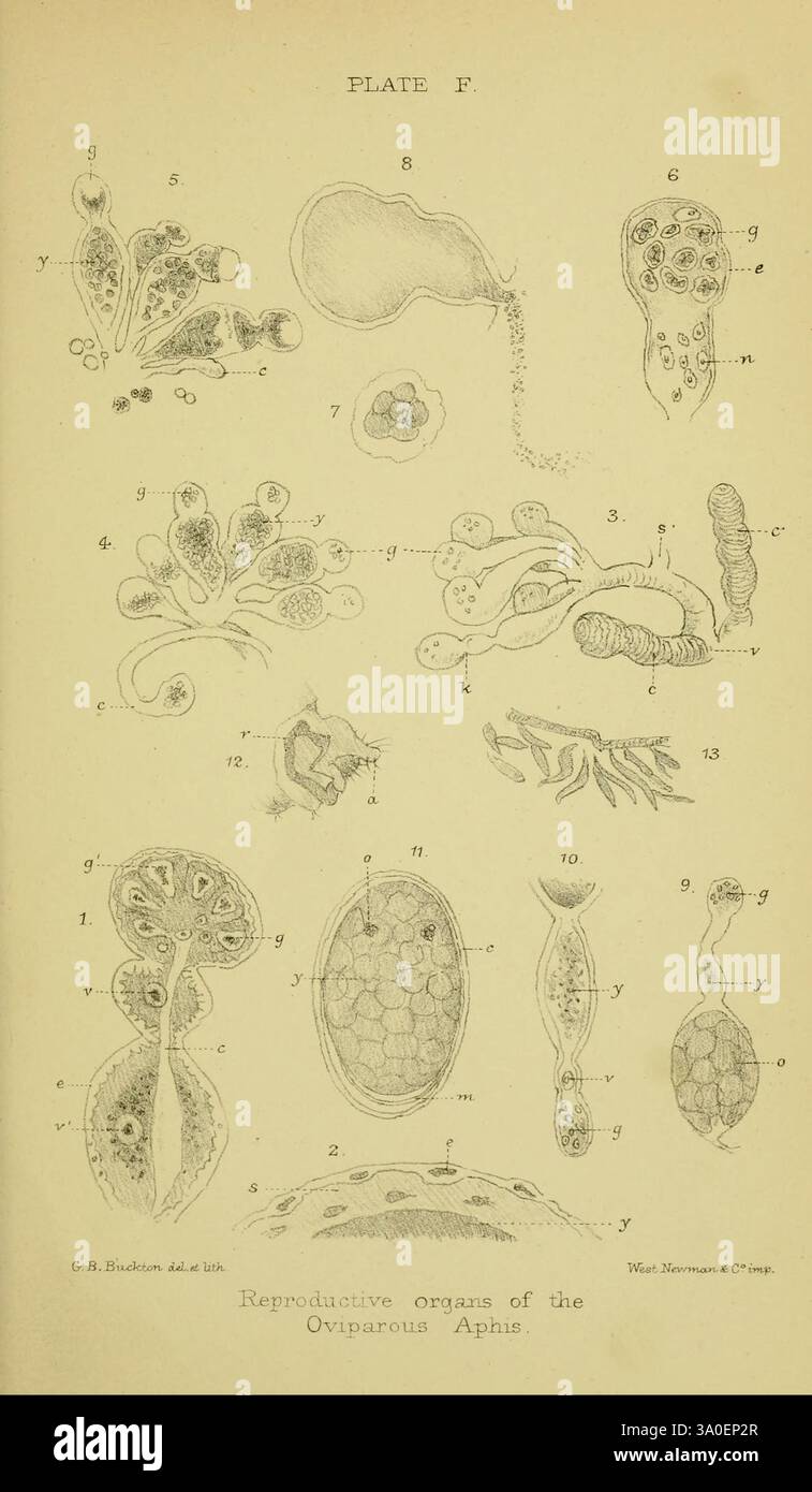 Series of labeled diagrams depicting hi-res stock photography and ...