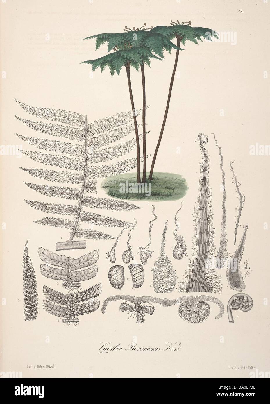 Two tall ferns hi-res stock photography and images - Alamy