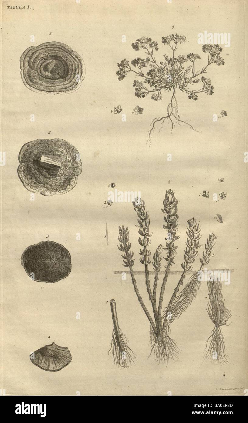 Botanicon Parisiense, ou, Denombrement par ordre alphabetique des ...