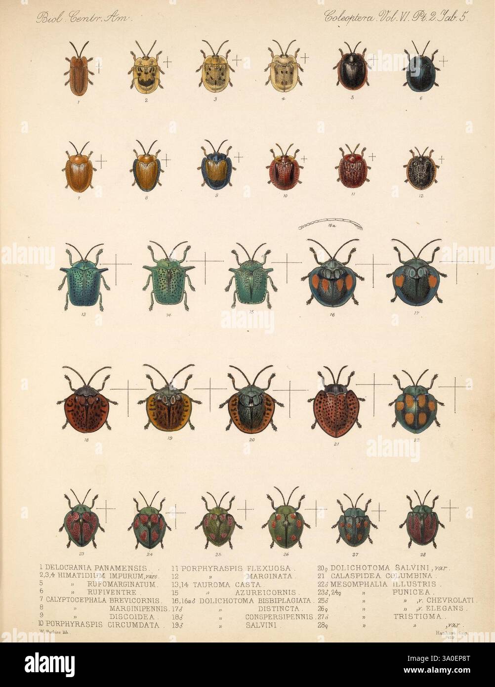 Biologia CentraliAmericana, London, 18791915. Archaeology Botany