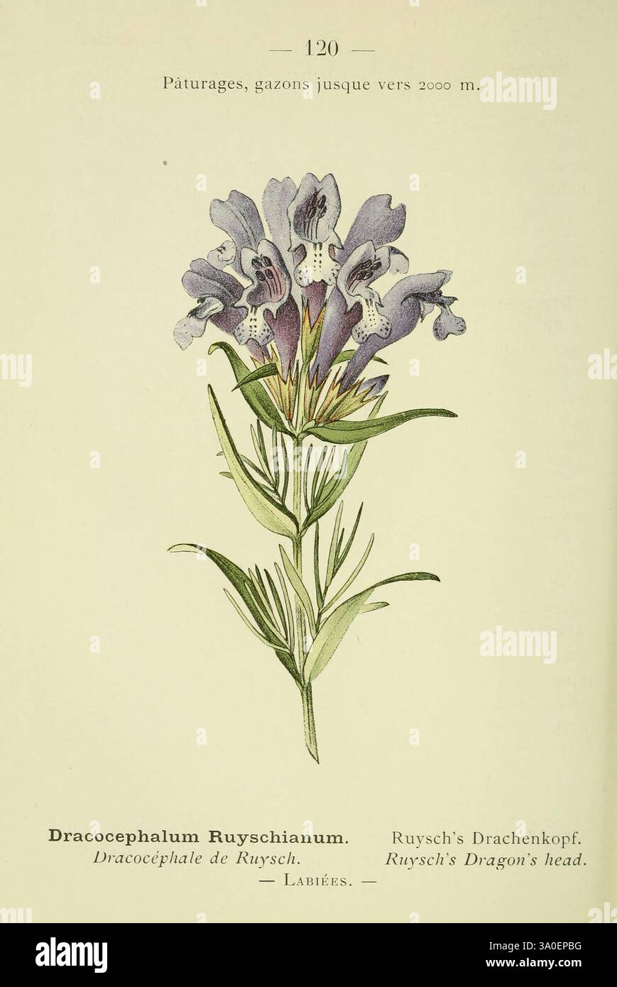 Nouvelle flore coloriée de poche des Alpes et des Pyrénées Paris, Klincksieck, 1906-1912, alps, plants, Pyrenees, The New York Botanical Garden, Dracocephalum ruyschiana, women in science, Cécile Pfulb Kastner, Charles Flahault, botany, flowers, northern dragonhead, Dracocephalum ruyschianum, Ruysch’s dragon’s head, Cécile Pfulb Kastner, The artwork features a delicate representation of Draccocephalum Ruyschianum, commonly known as Ruysch's Dragon's Head. The plant is illustrated with its slender green stem and clusters of vibrant purple flowers, each adorned with intricate patterns. The botan Stock Photo