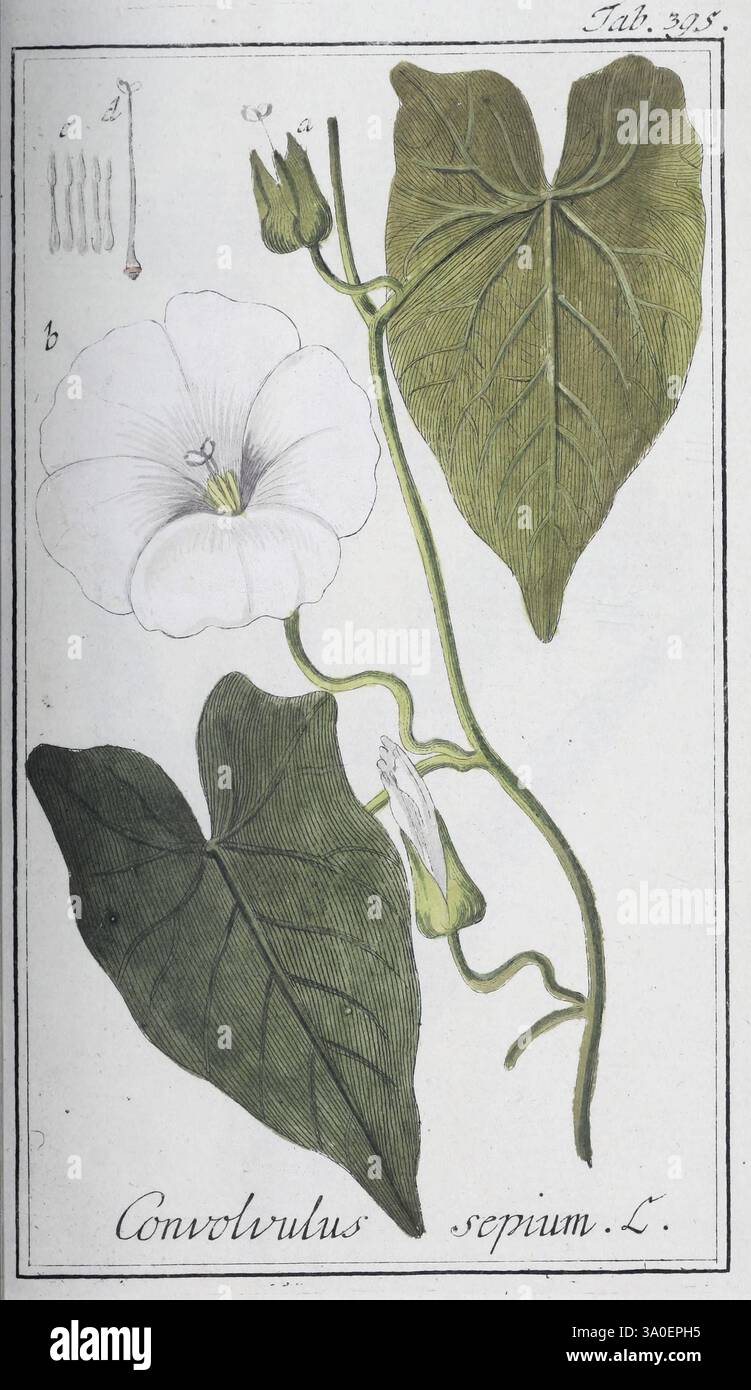 Icones plantarum medicinalium, Nürnberg, auf Kosten der Raspischen ...