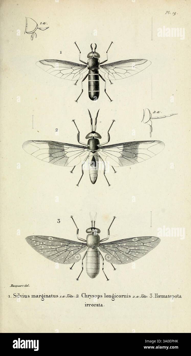 2nd Insect Insect Own distinctive characteristics hi-res stock photography and images - Alamy