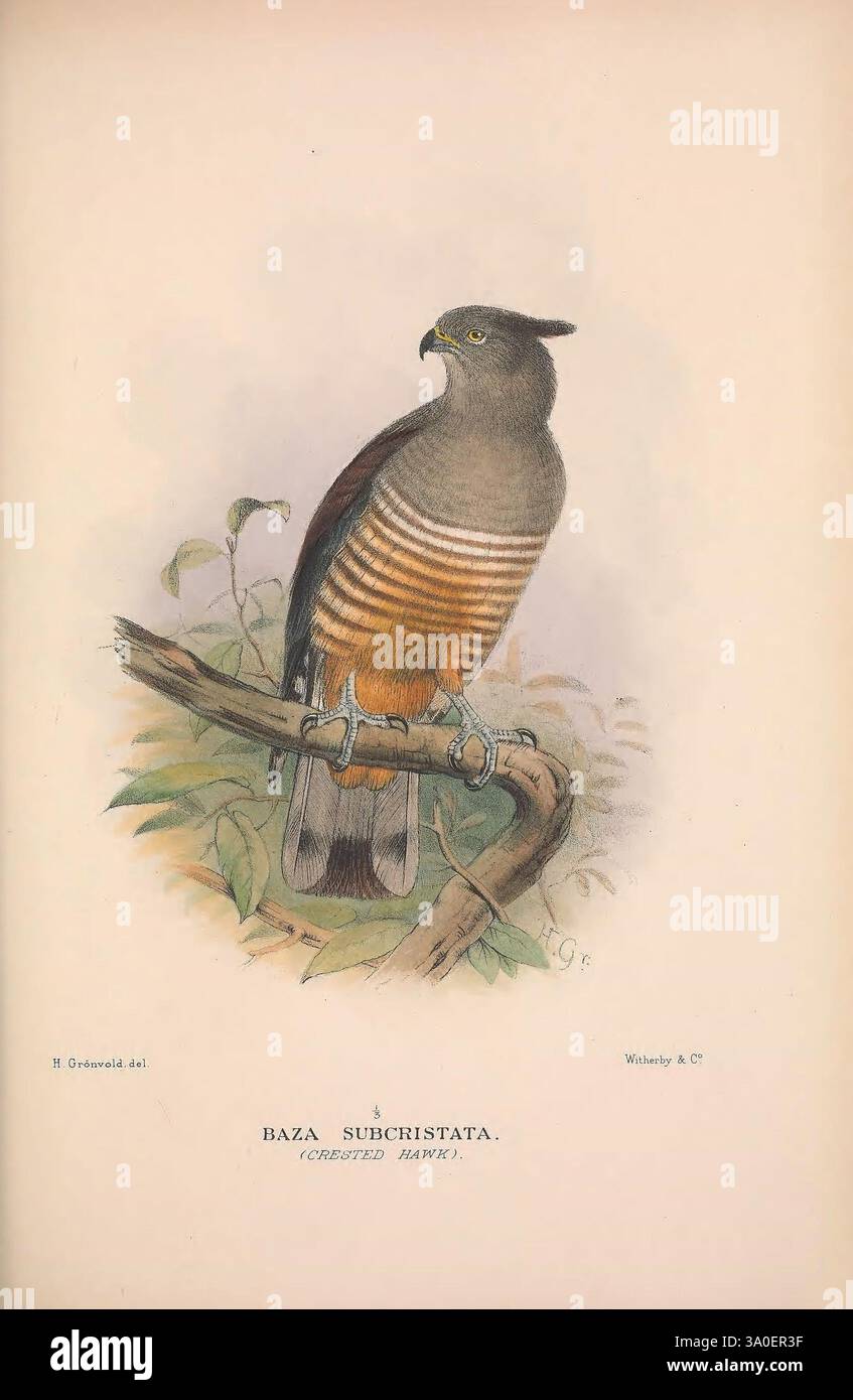The Birds of Australia London, Witherby & Co, 1910-1927. Australia Bibliography Birds Birds Australia Pictorial works Bird Australia Gregory Mathews Ornithology, A beautifully illustrated crested hawk, known scientifically as Baza subcristata, perches gracefully on a slender branch surrounded by subtle foliage. The bird showcases striking plumage, featuring a mix of deep browns and vibrant chestnut stripes across its chest, contrasted by a sleek, sharp profile and a distinctive crest on its head. This depiction not only highlights the bird's elegance but also emphasizes its keen, watchful gaze Stock Photo