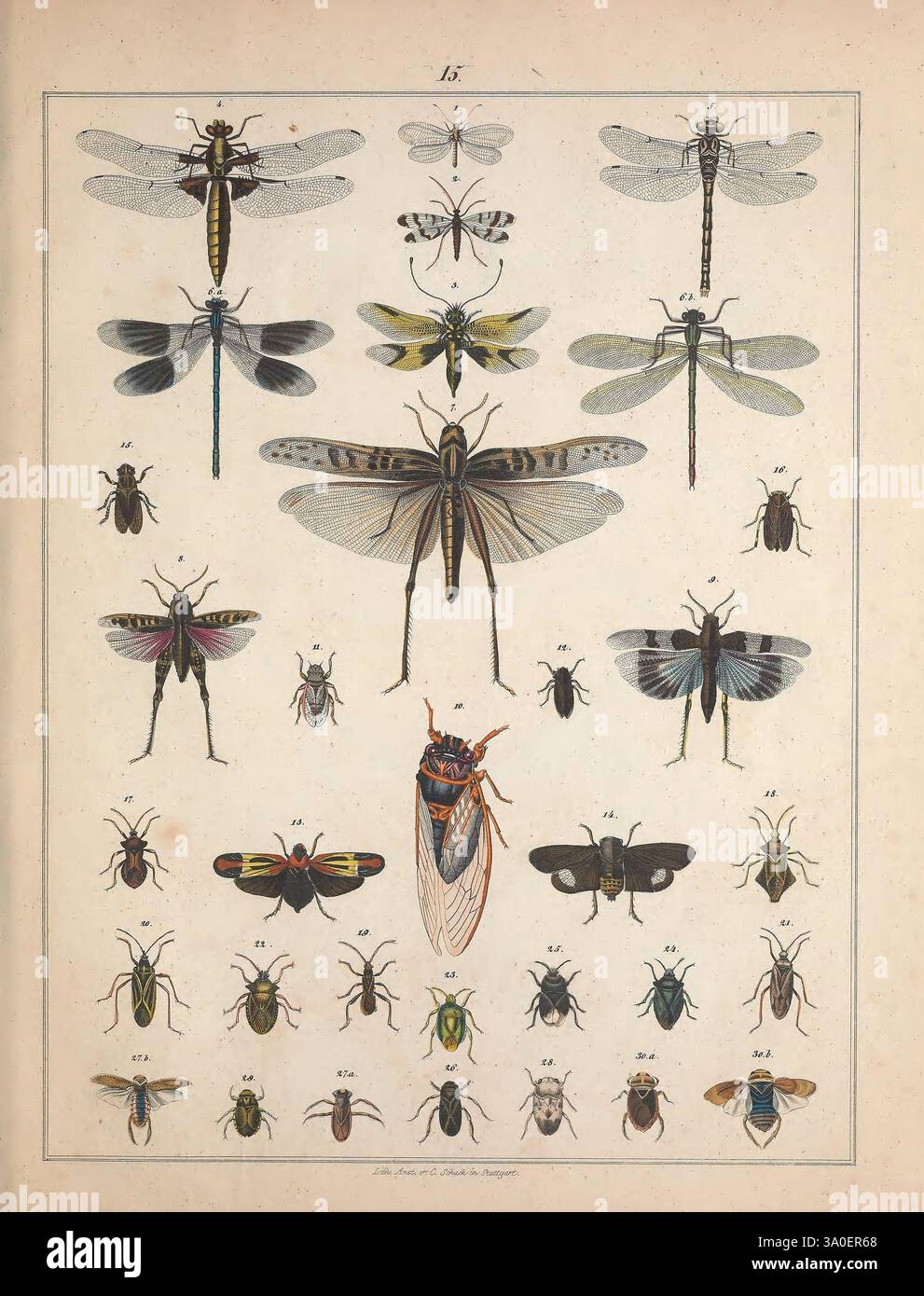 Naturgeschichte des Thierreichs, Stuttgart, Scheitlin & Krais, 1851 ...