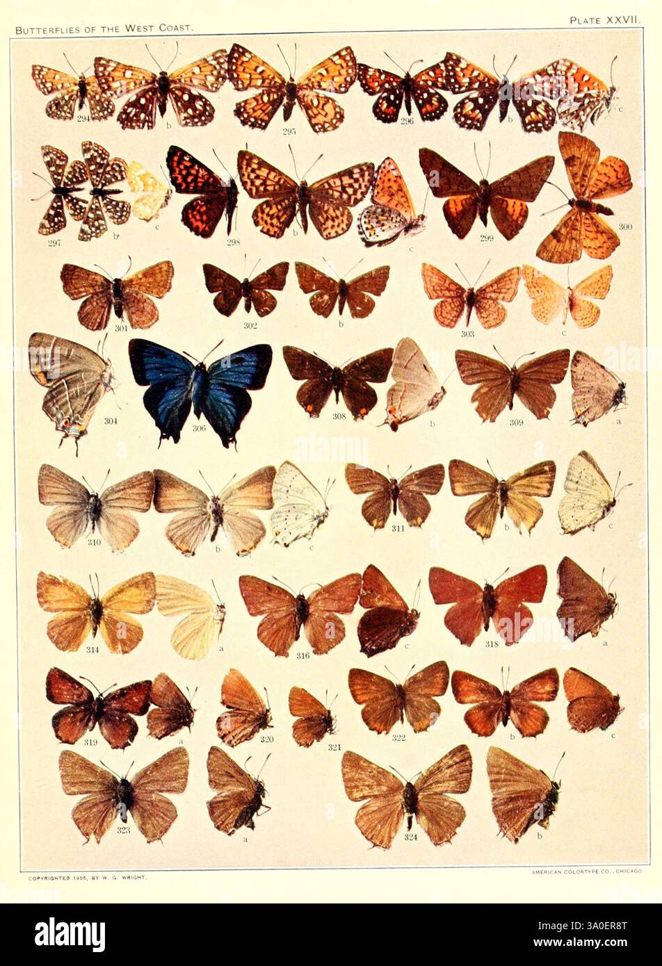 Layout presents numerous species hi-res stock photography and images ...
