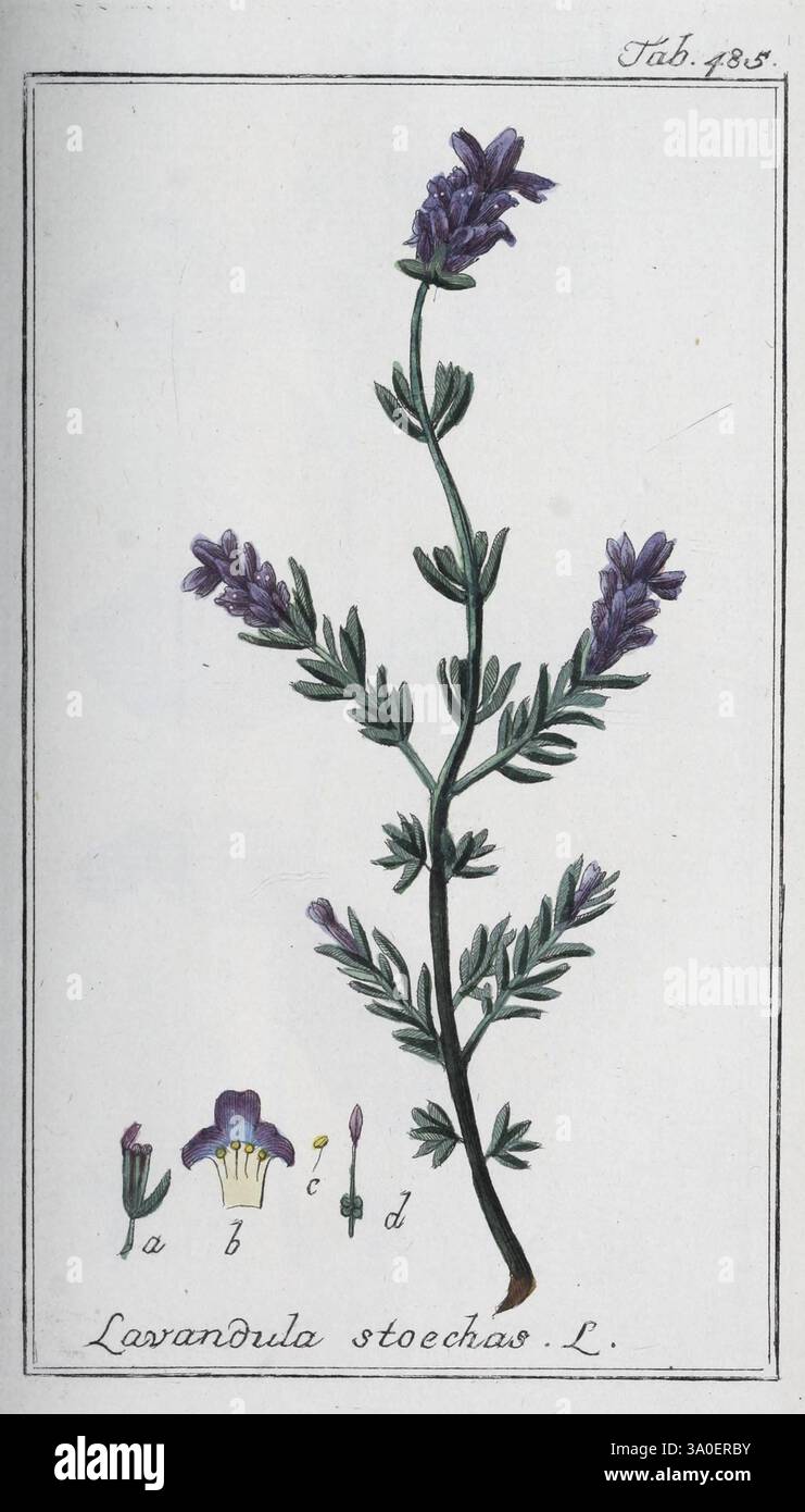 Labeled drawings of individual flowers hi-res stock photography and ...