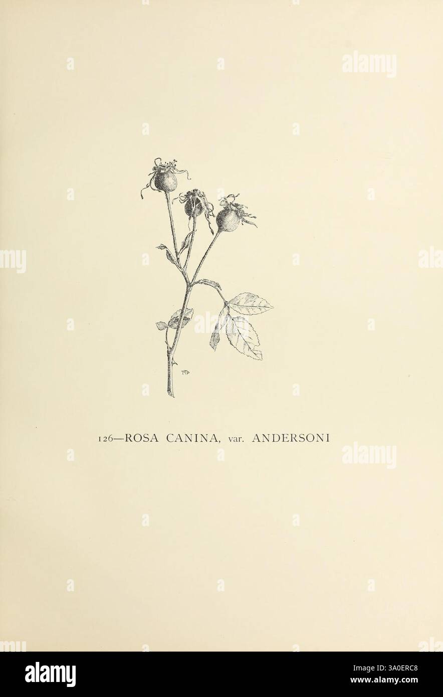 Rose Classification The genus Rosa, 1914, roses, The illustration features a botanical ...