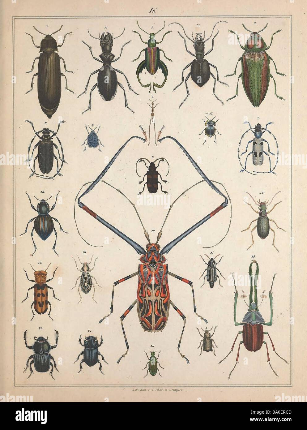 Diverse collection of illustrated beetles hi-res stock photography and ...