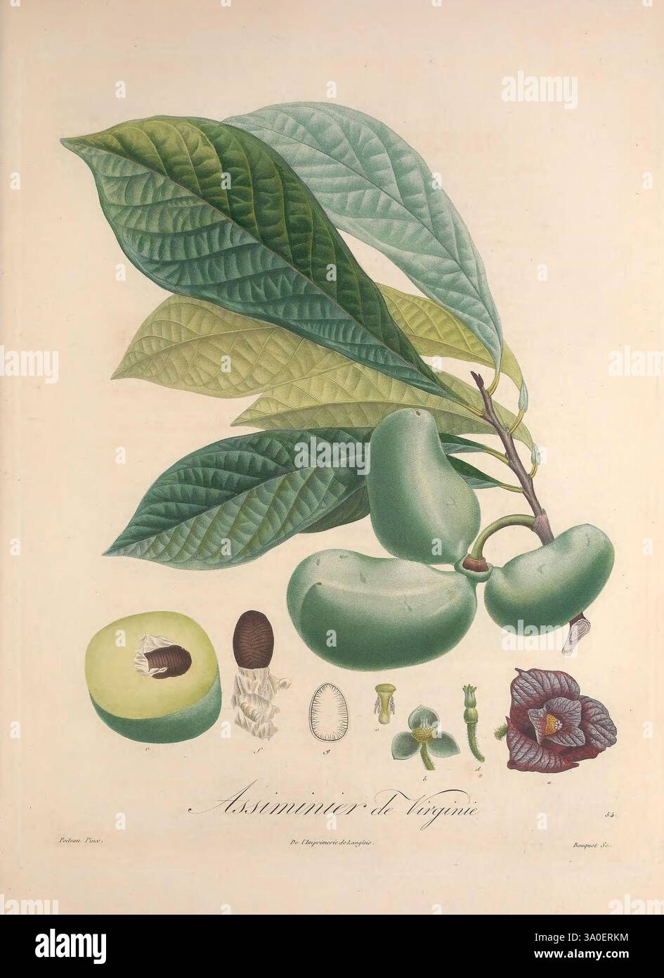 pomologie-fran-aise-paris-langlois-et-leclercq-1846-plants-fruits