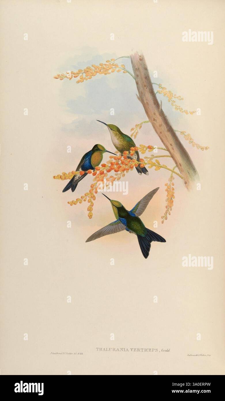Two shimmering hummingbirds in mid flight hi-res stock photography and ...