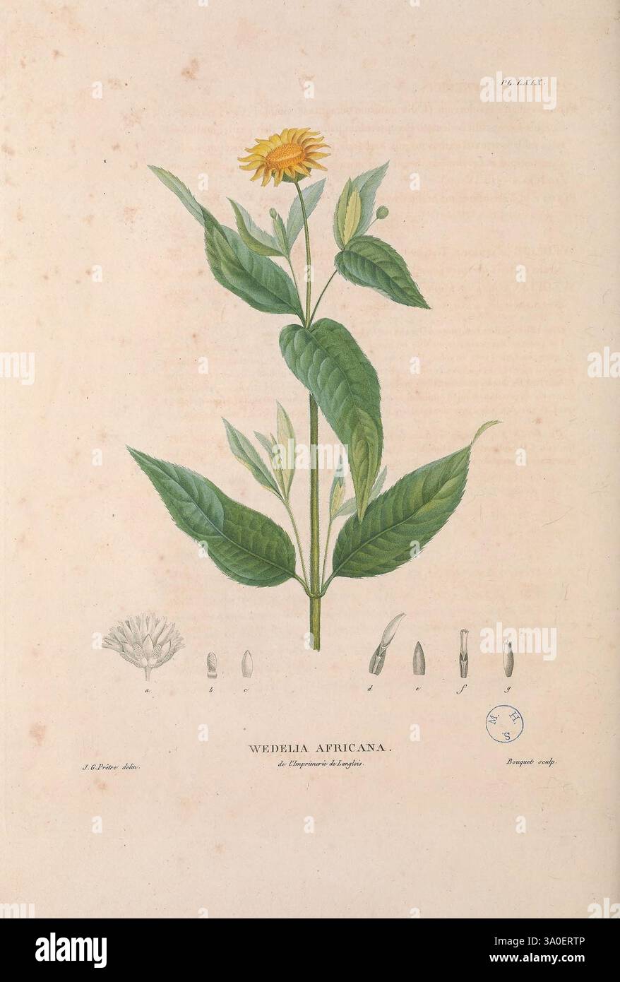 Flore d'Oware et de Benin, en Afrique Paris, Imprimerie de Fain jeune et compagnie,1804-1807, Africa West, botany, Nigeria, Wedelia Africana, A botanical illustration featuring Wedelia africana, showcasing a detailed depiction of the flowering plant. The central focus is on the vibrant yellow flower and the accompanying green leaves, illustrating the plant’s aesthetic appeal and structure. Alongside the main plant, there are additional smaller drawings that detail various stages of the flower's anatomy, including its floral parts like petals and sepals, providing a comprehensive view for botan Stock Photo