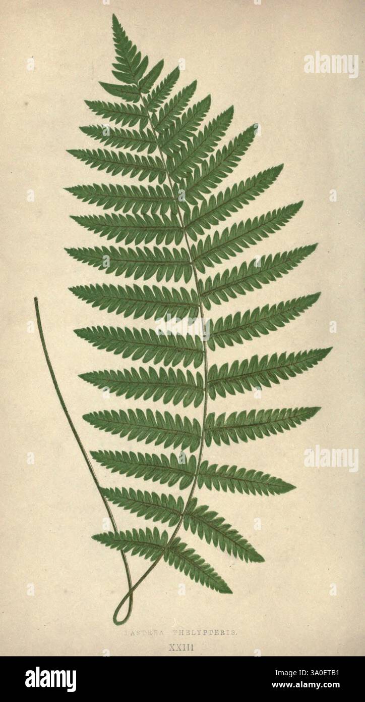 Multiple pinnate leaflets hi-res stock photography and images - Alamy