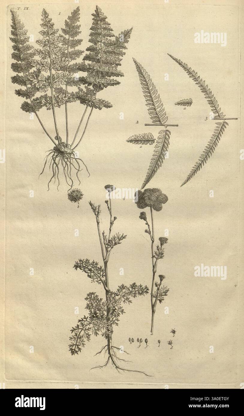 Botanicon parisiense, ou, Denombrement par ordre alphabetique des ...