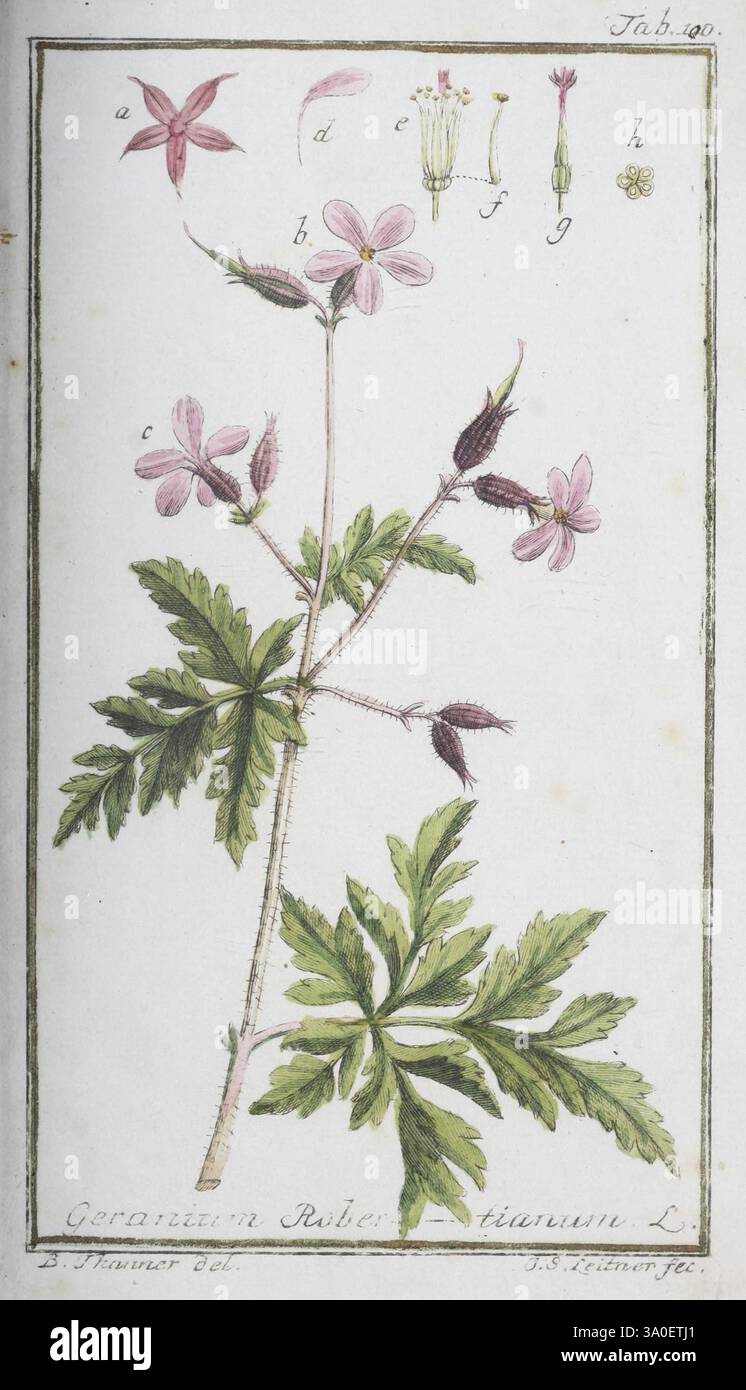 Icones Plantarum Medicinalium Nürnberg, auf Kosten der Raspischen ...