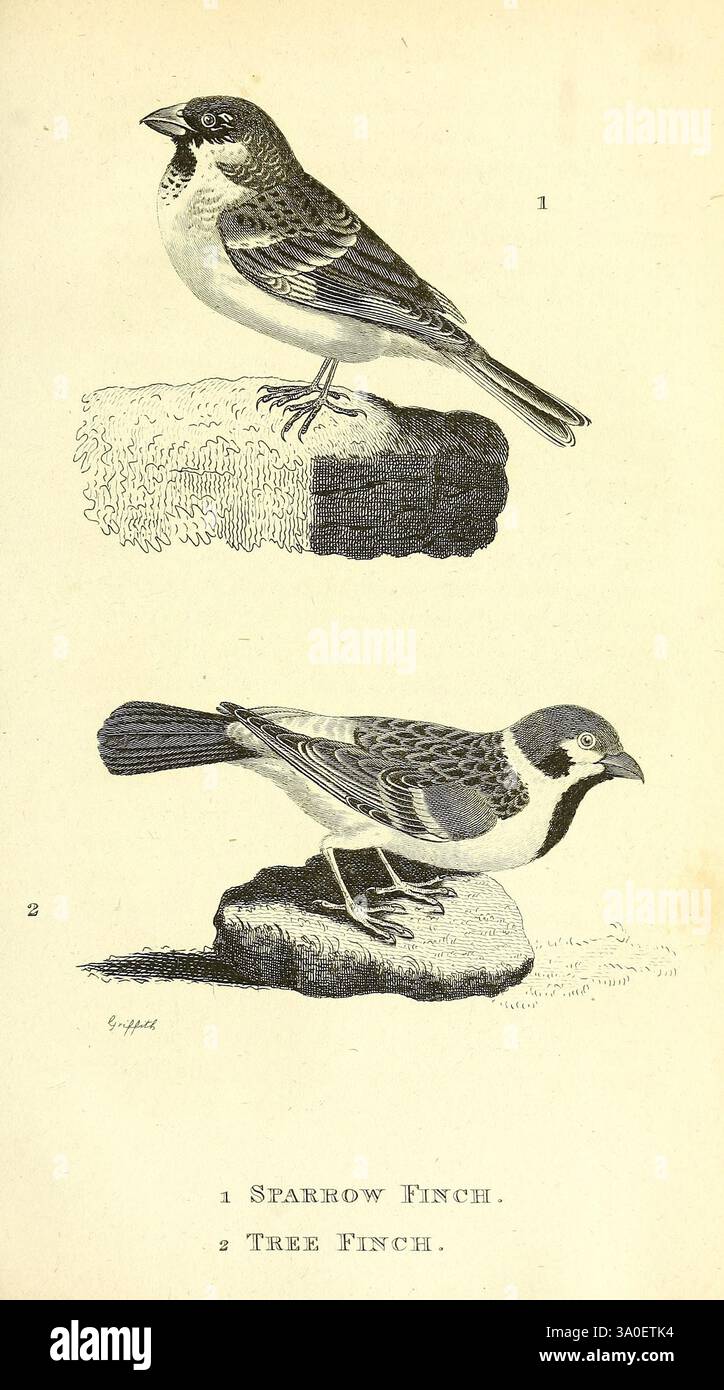 Characteristic of seed eating birds hi-res stock photography and images ...