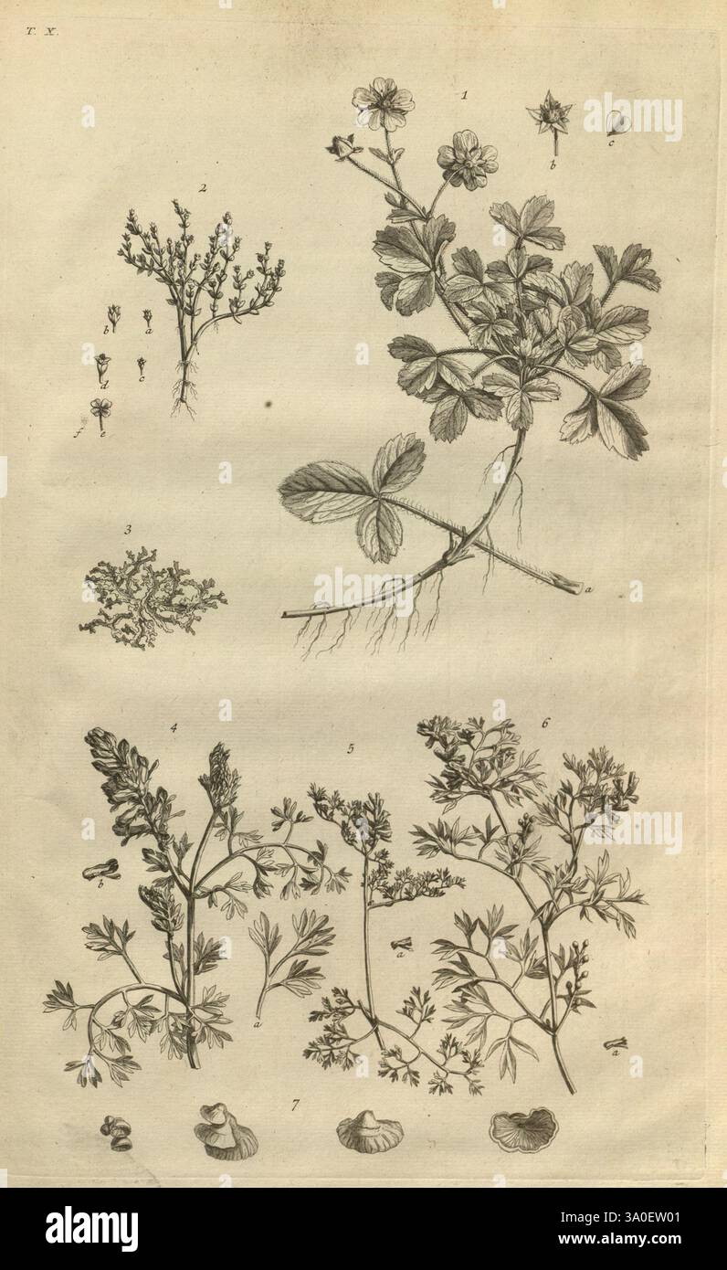 Botanicon parisiense, ou, Denombrement par ordre alphabetique des ...