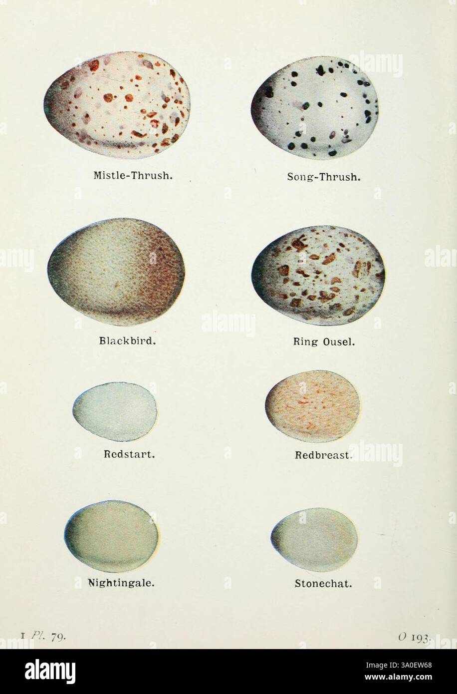 Mistle thrush eggs hi-res stock photography and images - Alamy