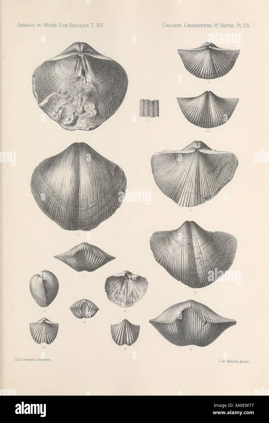 Various views of shell specimens hi-res stock photography and images ...