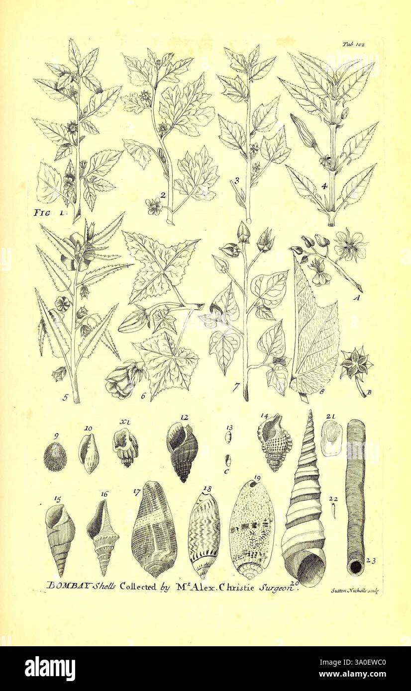 Botanicial Shell Upper section features several plant varieties hi-res stock photography ...