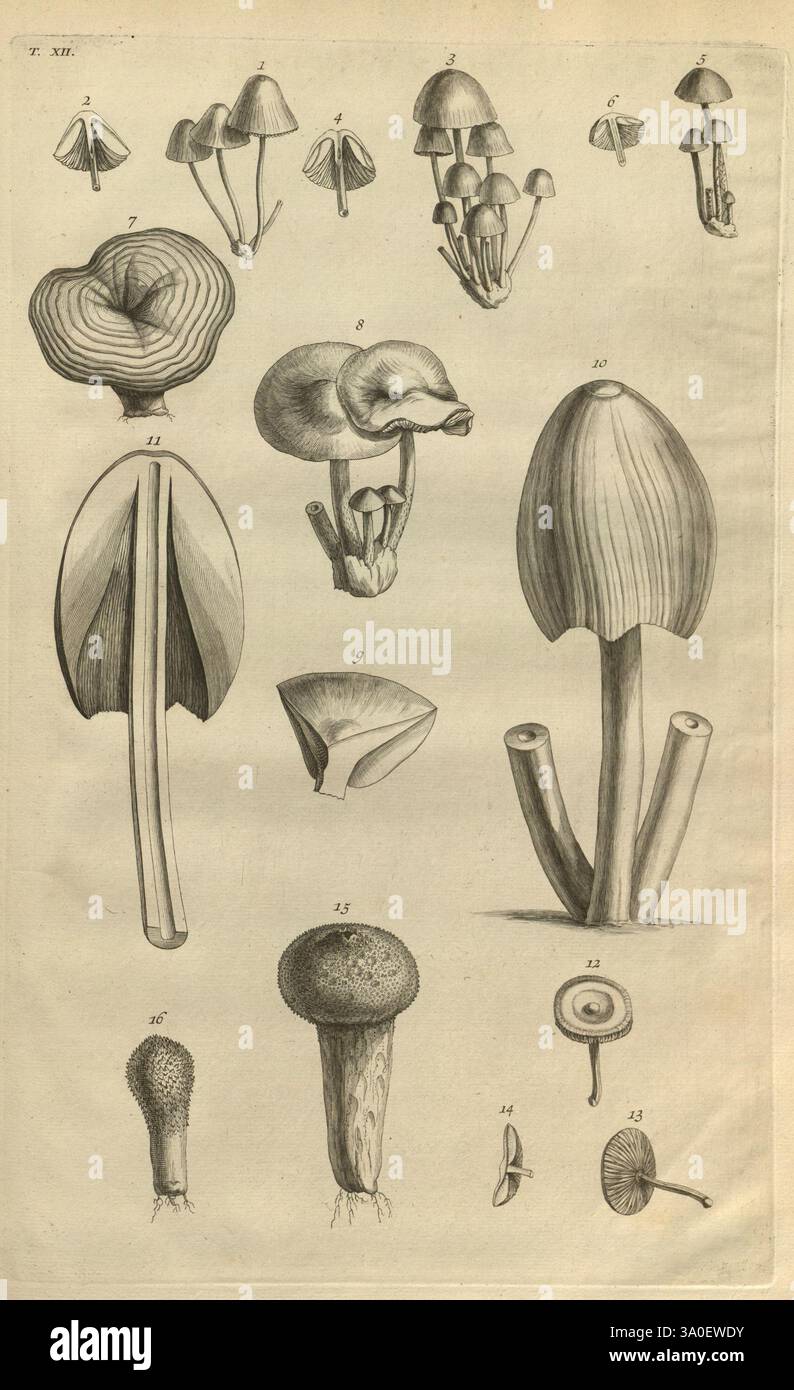 Morphology of different mushroom species hi-res stock photography and ...