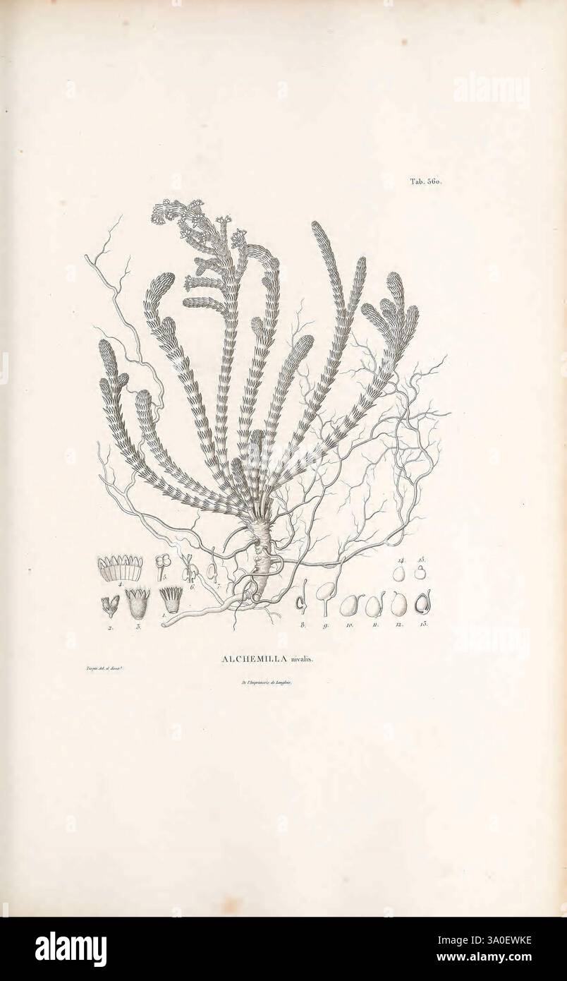 Nova genera et species plantarum, Antverpiae, Ex officina Christophori Plantini, 1576, botany, classification, pictorial works, plants, scientific expeditions, South America., A detailed botanical illustration showcasing the plant species Alchemilla. The central depiction features intricately detailed leaves and stems, highlighting the plant’s characteristic lobed foliage and unique growth pattern. Surrounding this main illustration are smaller, labeled sketches that likely represent various parts of the plant, including flowers and seed structures. The overall composition emphasizes the botan Stock Photo