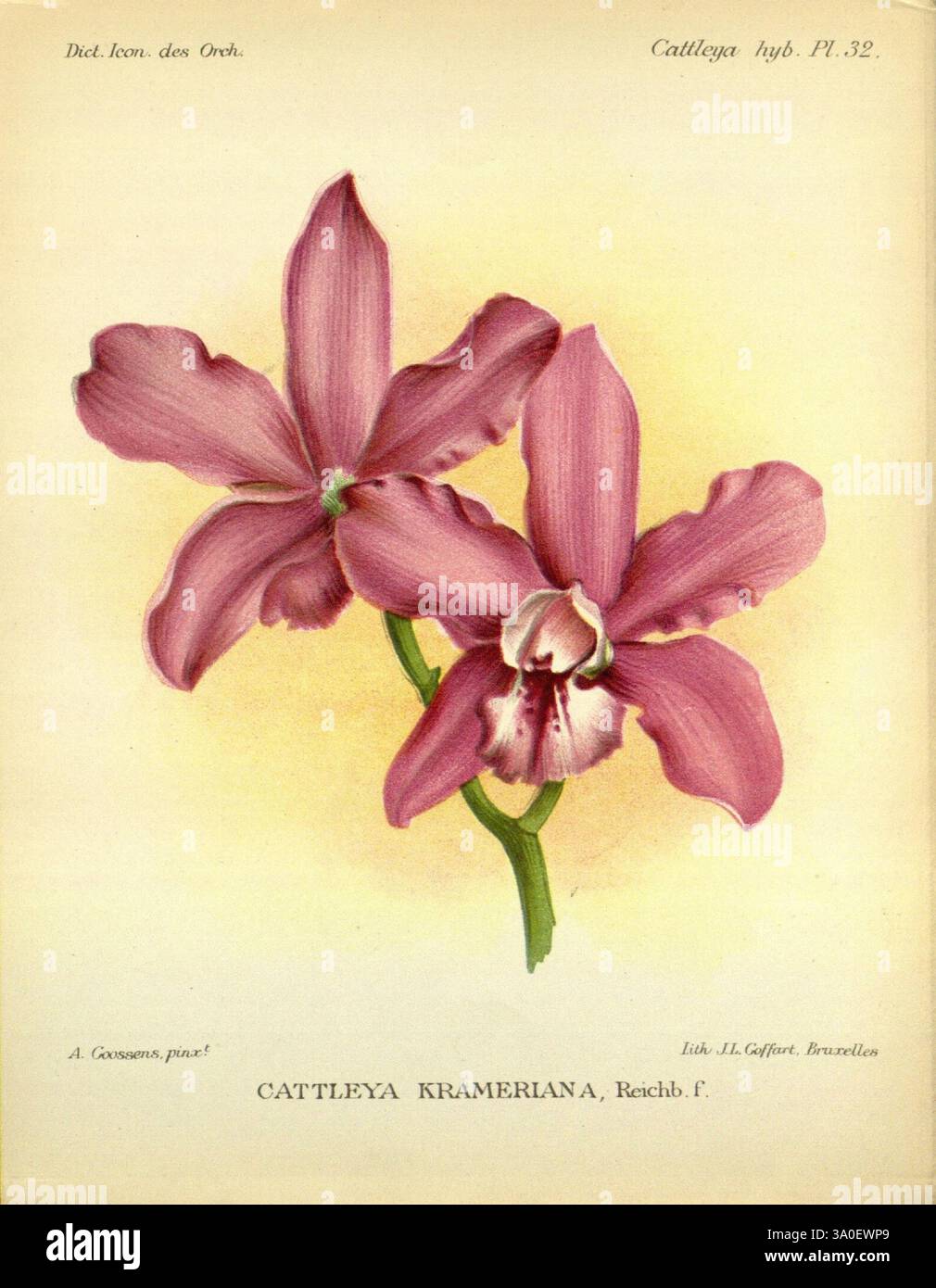 Dictionnaire iconographique des orchidees, 1896-1907, orchidaceae ...