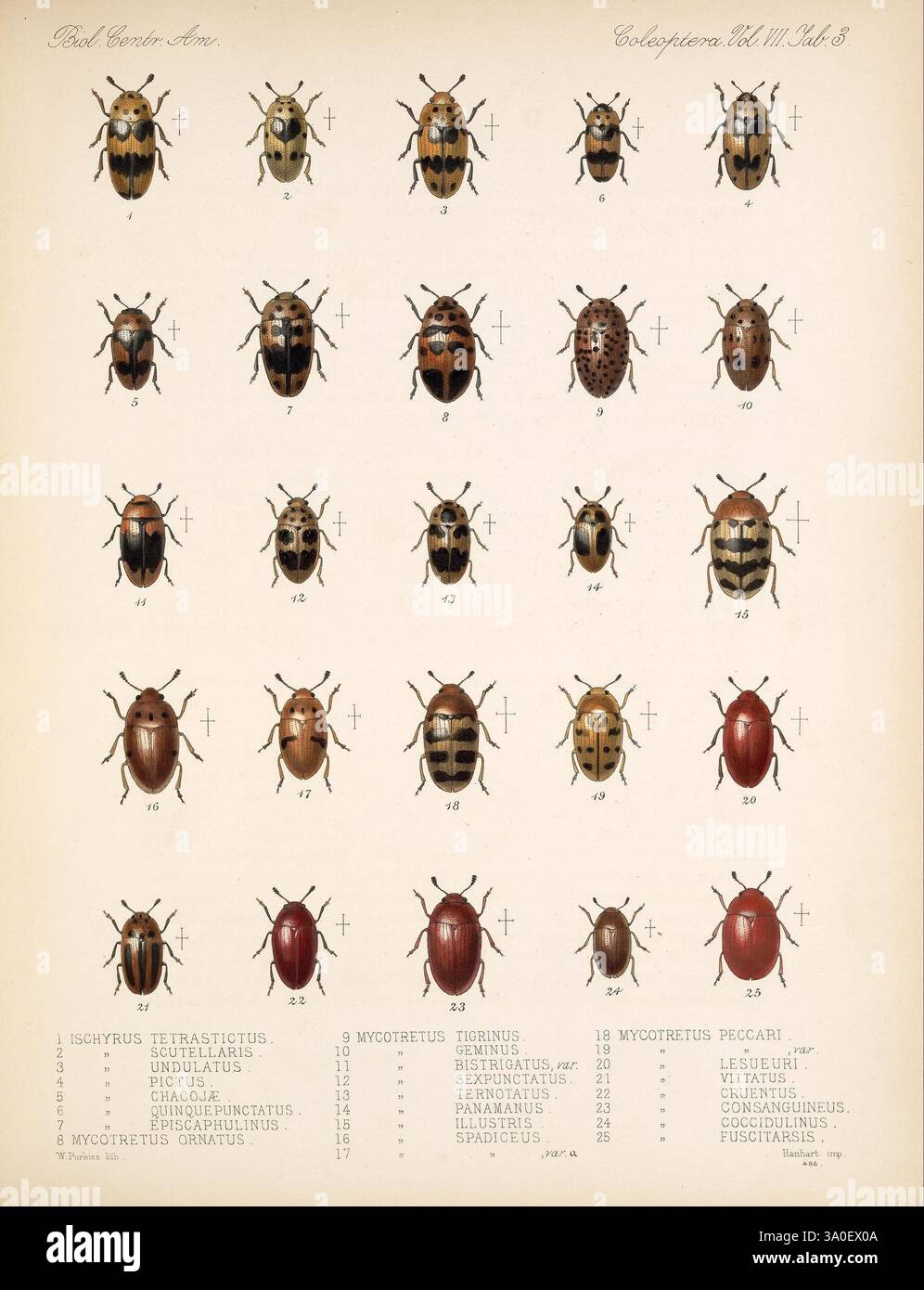 Travel scientific expeditions zoology 78 coleoptera beetle hi-res stock ...