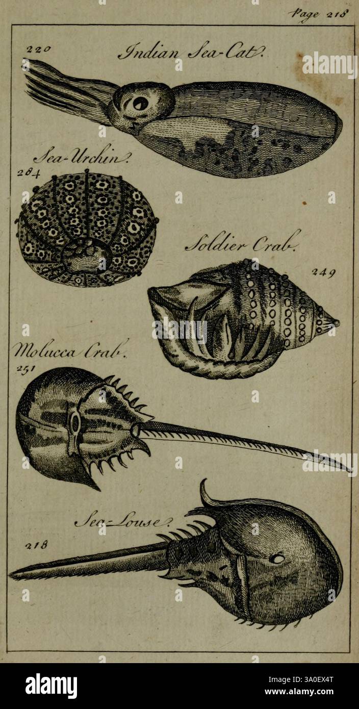 Molucan crab hires stock photography and images Alamy