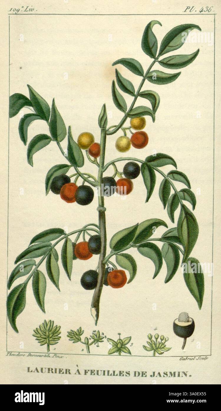 Clusters of vibrant berries in various stages of ripeness hi-res stock ...