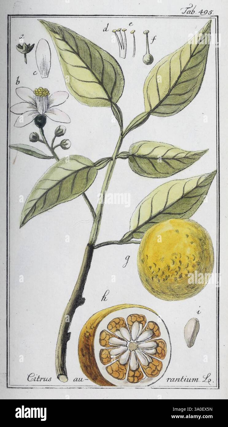 Two distinct varieties of citrus fruits hi-res stock photography and ...