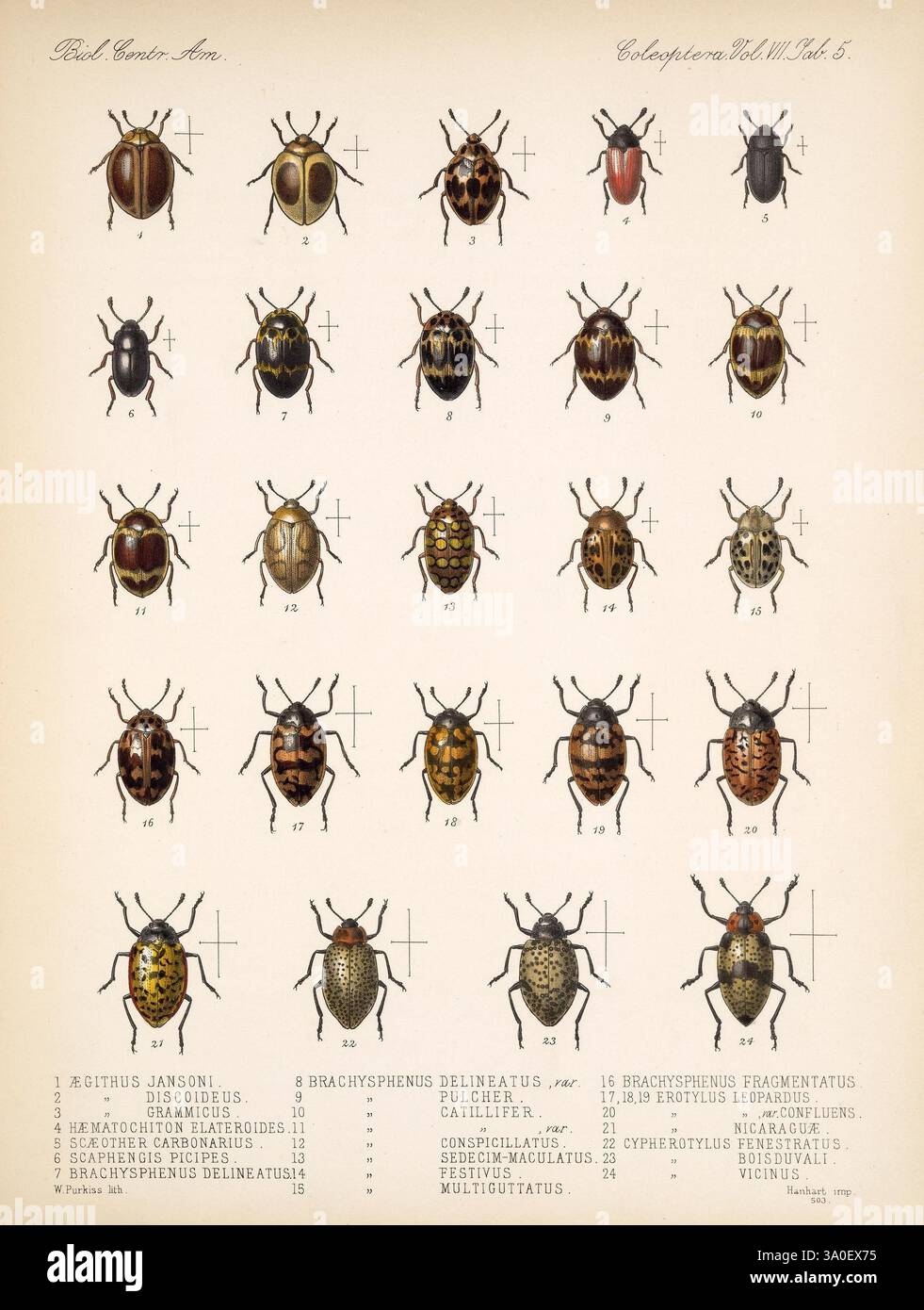 Biologia CentraliAmericana London, 18791915, Archaeology, Botany