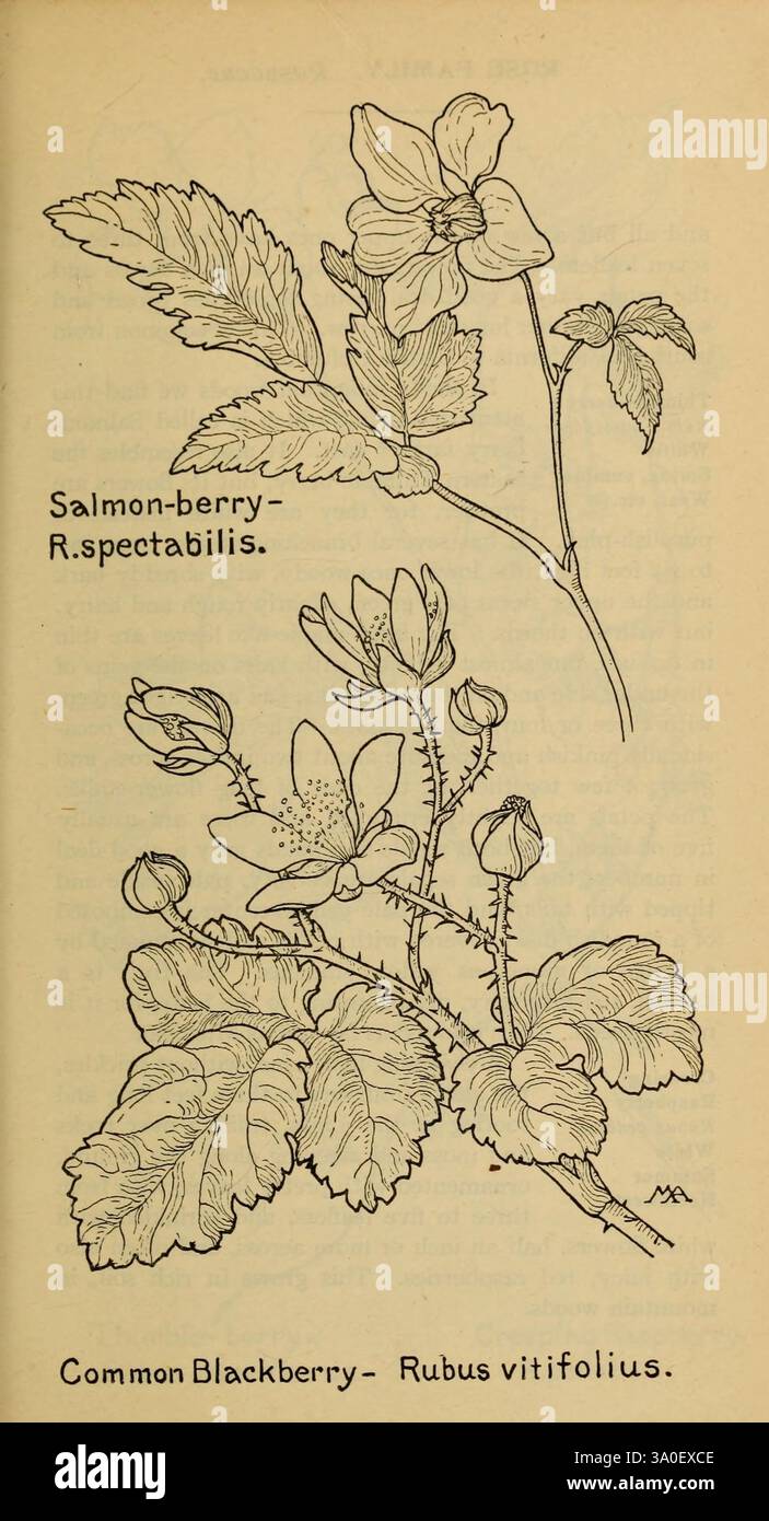 Berry producing species hi-res stock photography and images - Alamy