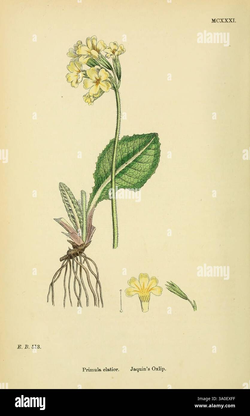Joaquins oxlip hi-res stock photography and images - Alamy