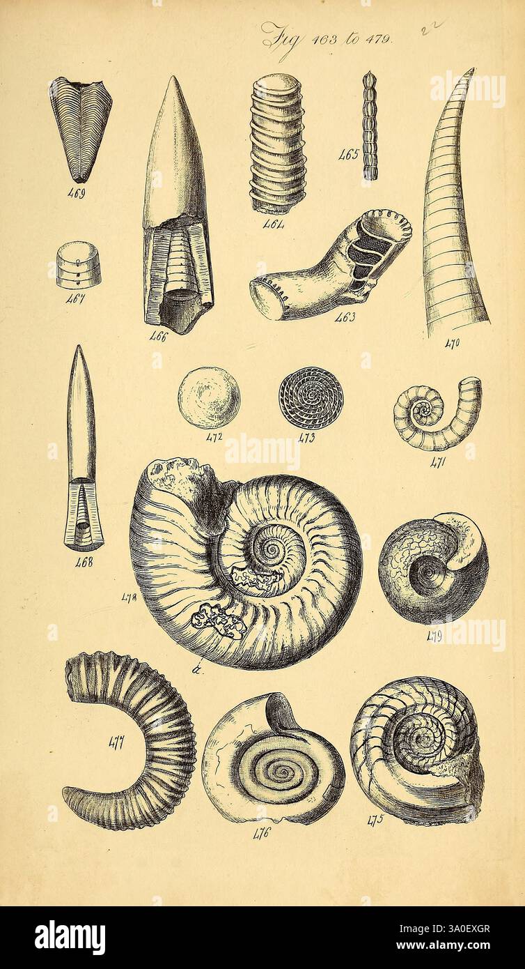 Segmented Shells Spiral configurations hi-res stock photography and images - Alamy