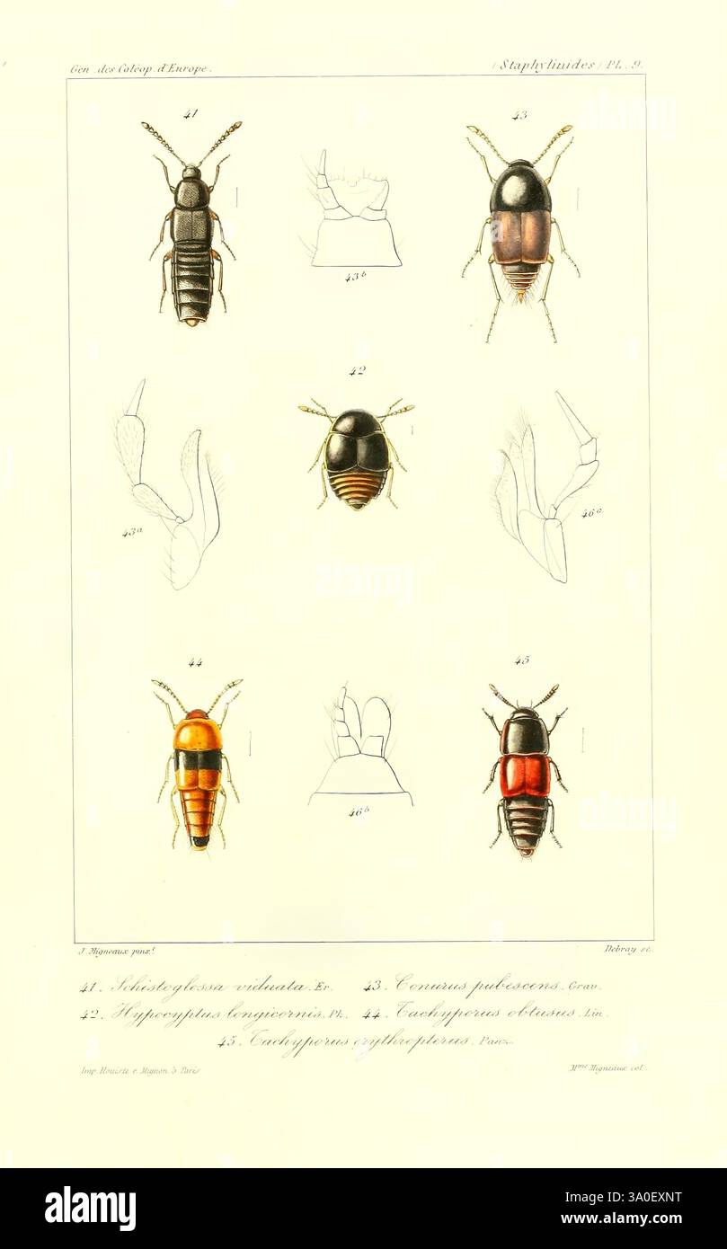 Upper section displays insects hi-res stock photography and images - Alamy
