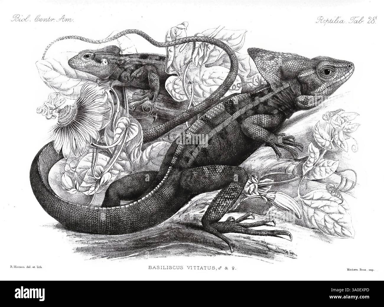 Biologia Centrali-Americana, London, Published for the editors by R. H. Porter, 1879-1915, archaeology, botany, central America, description and travel, scientific expeditions, zoology, Basiliscus vittatus, brown basilisk, reptile, lizard, herpetology, HSA, lizard., An intricate illustration featuring several lizards amidst a backdrop of lush foliage. The artwork showcases detailed anatomical features of the lizards, emphasizing their textured skin and unique patterns. Surrounding them are various plants, including large leaves and delicate flowers, enhancing the natural setting. The compositi Stock Photo