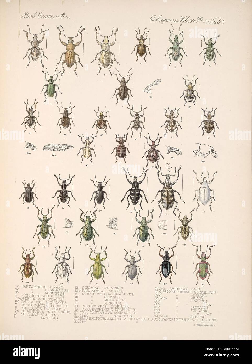 42 beetle coleoptera insect rhynchophora william purkiss hi-res stock ...