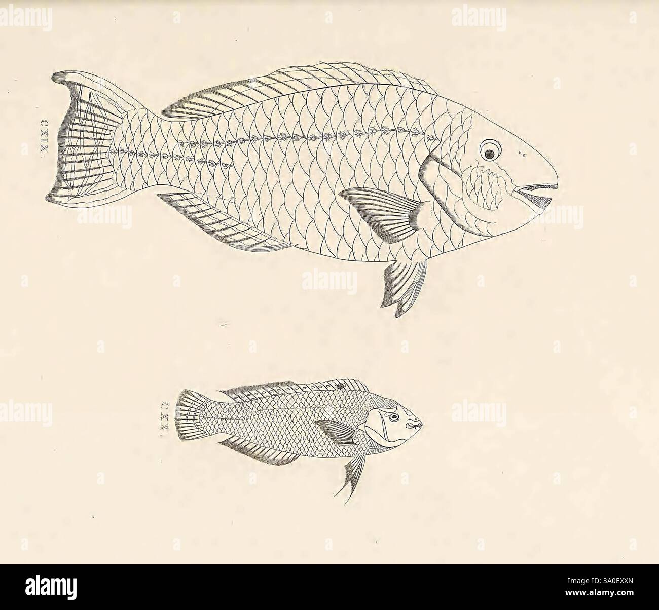 Two smaller fish labeled hi-res stock photography and images - Alamy