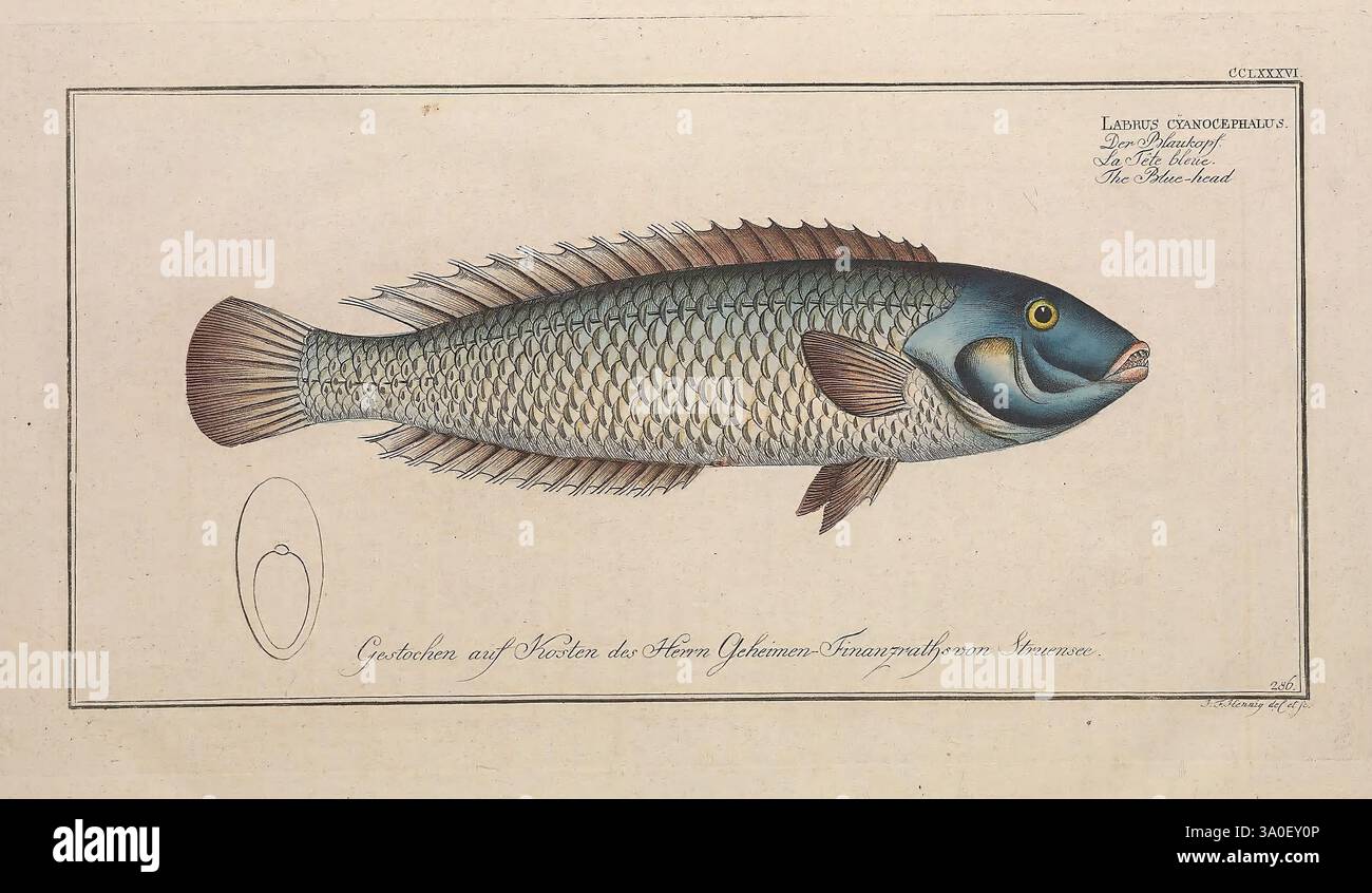 Mouche à Saumon Ancienne Du XIXe Siècle - Pêche à La Mouche - Yeux Intestinaux - Collection Rare