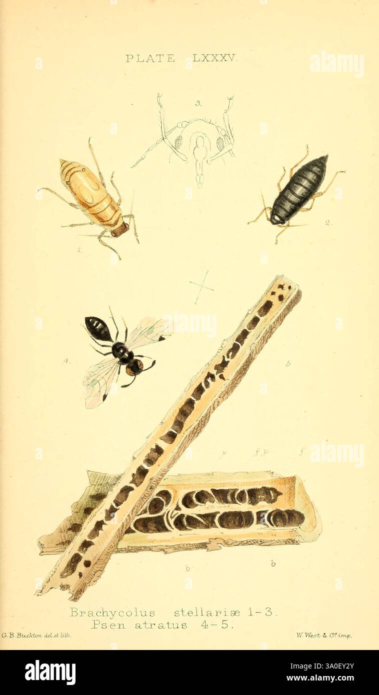 Monograph of the British aphides London, 1876-83, aphids, Great Britain ...