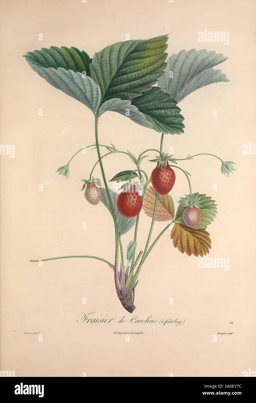 Strawberry Ripeness Guide Clusters of strawberries in various stages of ripeness hi-res stock ...