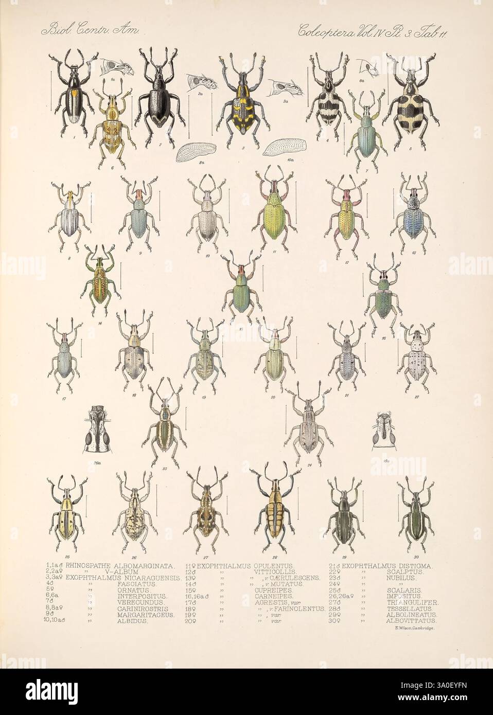 50 beetle coleoptera insect rhynchophora william purkiss weevils hi-res ...